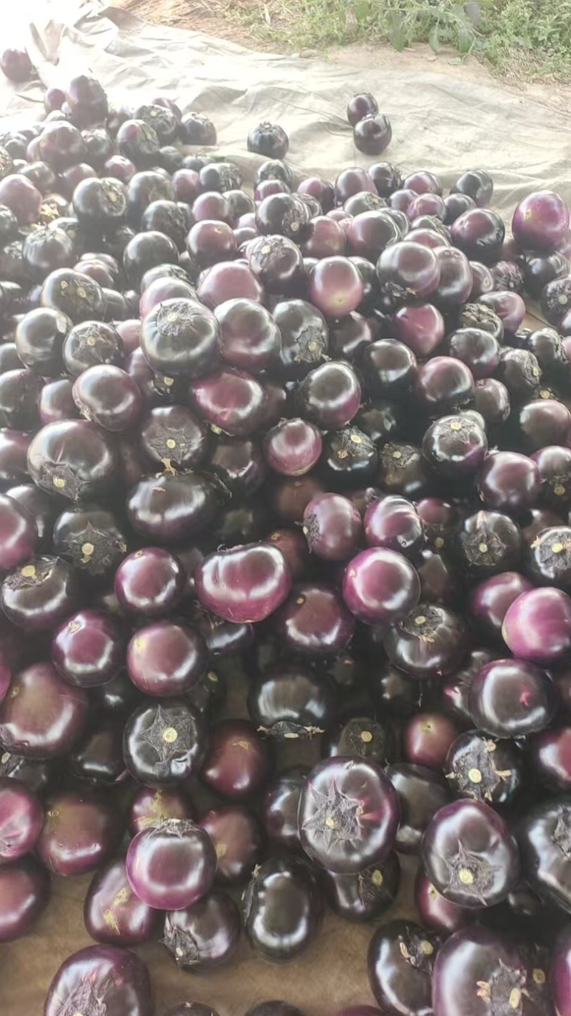 茄子莘县紫光圆茄大量上市，量大价格从优，产地直销