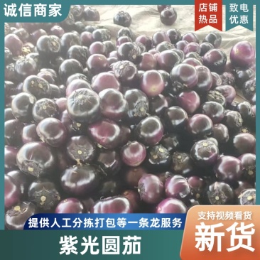 茄子莘县紫光圆茄大量上市，量大价格从优，产地直销