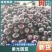 茄子莘县紫光圆茄大量上市，量大价格从优，产地直销
