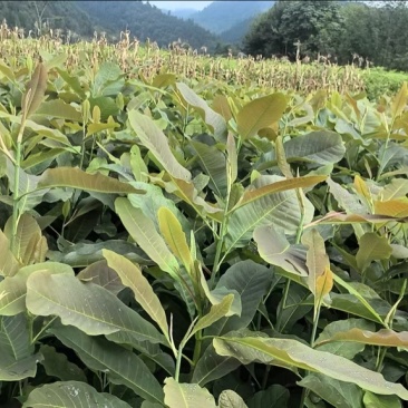 湖北厚朴苗基地直发成活率高价格公道欢迎采购