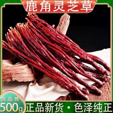 《鹿角灵芝》产地货源/价格便宜/自家种植/欢迎来电咨询
