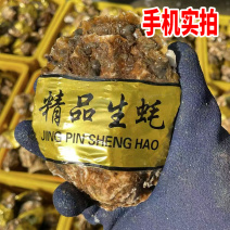 山东乳山生蚝海蛎子净化蚝三倍体生蚝批发