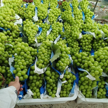 阳光玫瑰葡萄