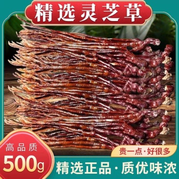 《灵芝草》自然晾晒/价格便宜/自家种植/欢迎来电咨询