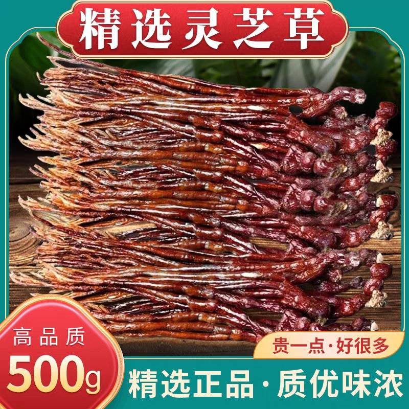 《灵芝草》自然晾晒/价格便宜/自家种植/欢迎来电咨询