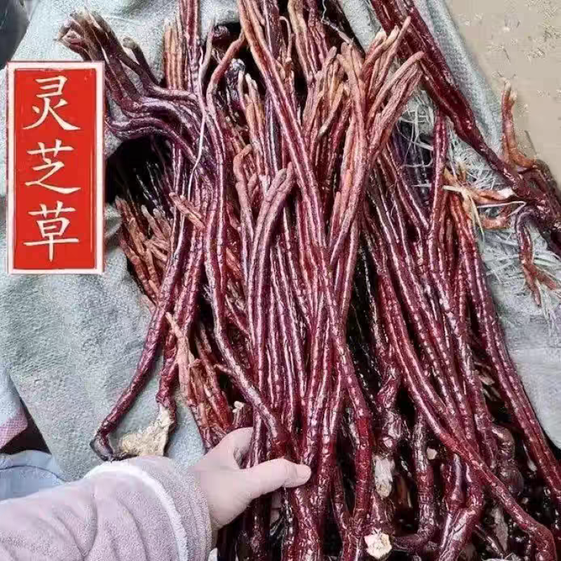 《灵芝草》自然晾晒/价格便宜/自家种植/欢迎来电咨询