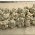 文山三七根茎整个头正品云南田七正宗5云南文山三七货真价实