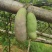 八月瓜奇特果上市啦！
