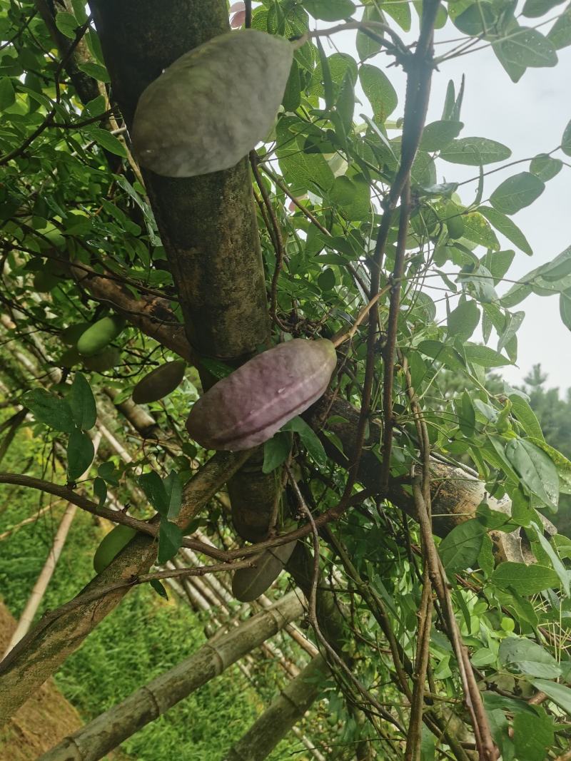 八月瓜奇特果上市啦！