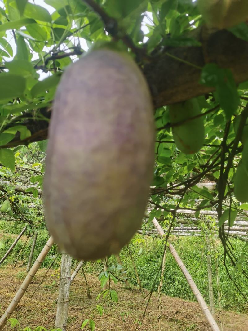 八月瓜奇特果上市啦！