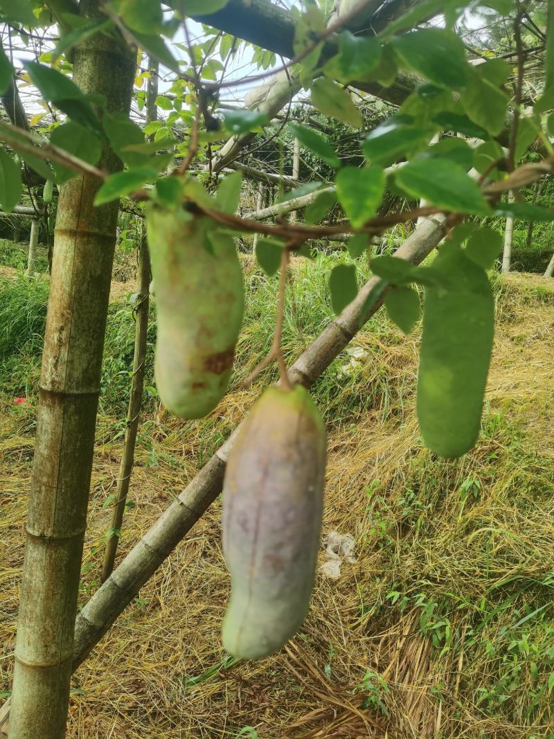 八月瓜奇特果上市啦！