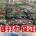 山东生蚝乳山生蚝净化蚝生蚝批发海蛎子源头厂里