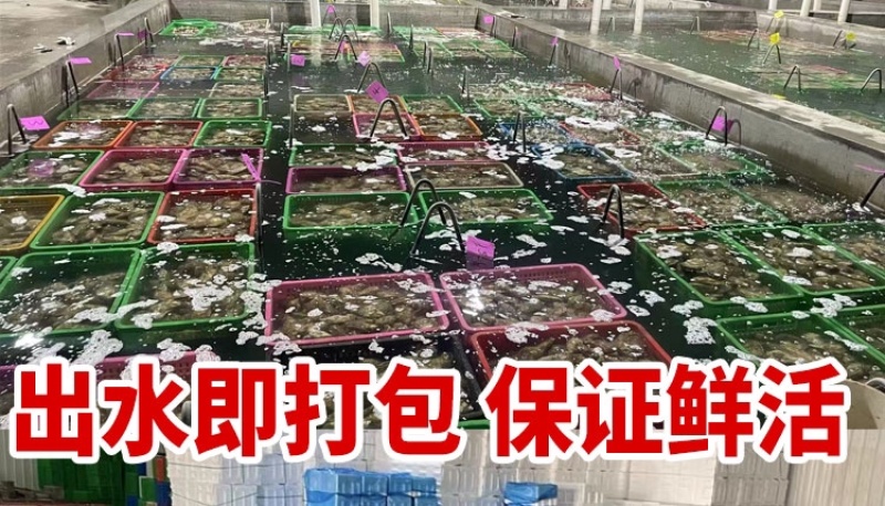 山东生蚝乳山生蚝净化蚝生蚝批发海蛎子源头厂里