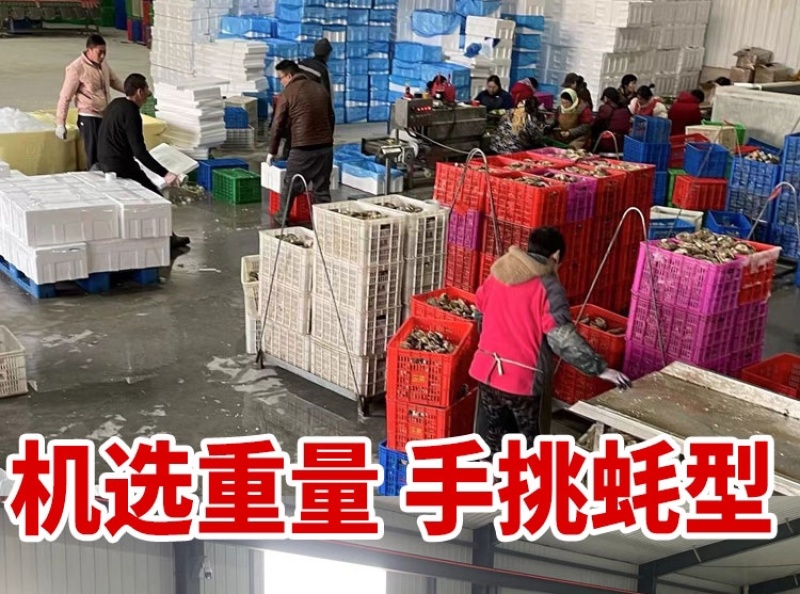 山东生蚝乳山生蚝净化蚝生蚝批发海蛎子源头厂里