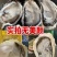 山东生蚝乳山生蚝净化蚝生蚝批发海蛎子源头厂里