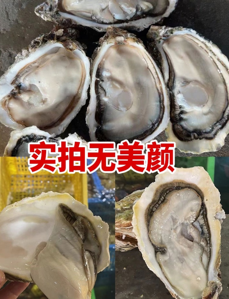 山东生蚝乳山生蚝净化蚝生蚝批发海蛎子源头厂里