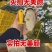 山东生蚝乳山生蚝净化蚝生蚝批发海蛎子源头厂里