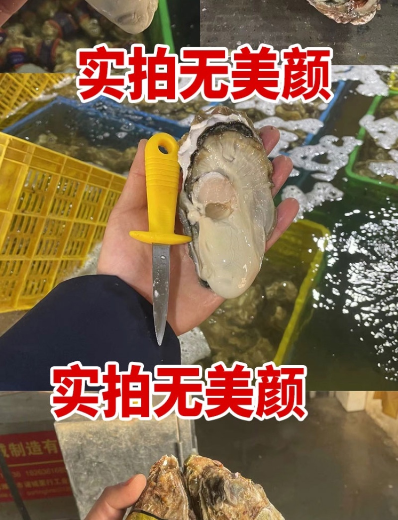 山东生蚝乳山生蚝净化蚝生蚝批发海蛎子源头厂里