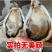 山东生蚝乳山生蚝净化蚝生蚝批发海蛎子源头厂里
