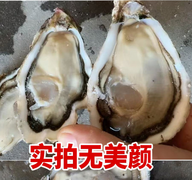 山东生蚝乳山生蚝净化蚝生蚝批发海蛎子源头厂里
