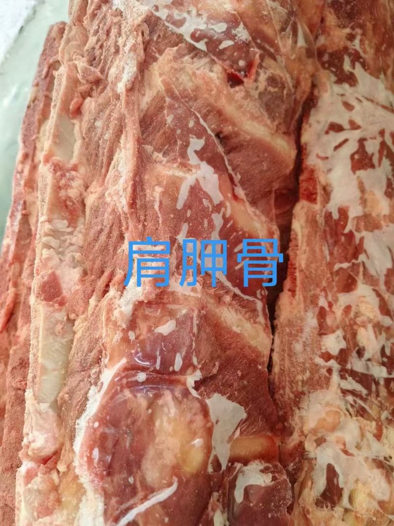 肩胛骨