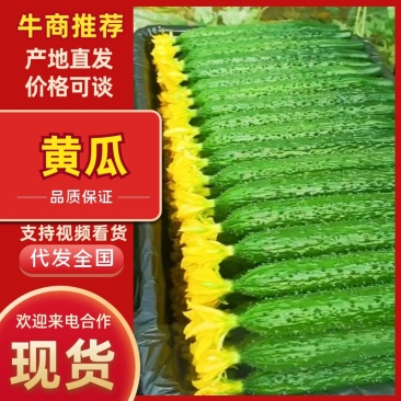 黄瓜山东莘县密刺黄瓜大量上市，一手货源，可视频看货