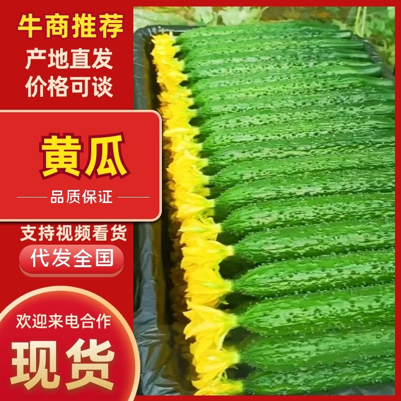 黄瓜山东莘县密刺黄瓜大量上市，一手货源，可视频看货