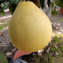 3红柚子