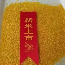 《黄小米》敖汉小米/产地货源/万亩基地/价格电话商议