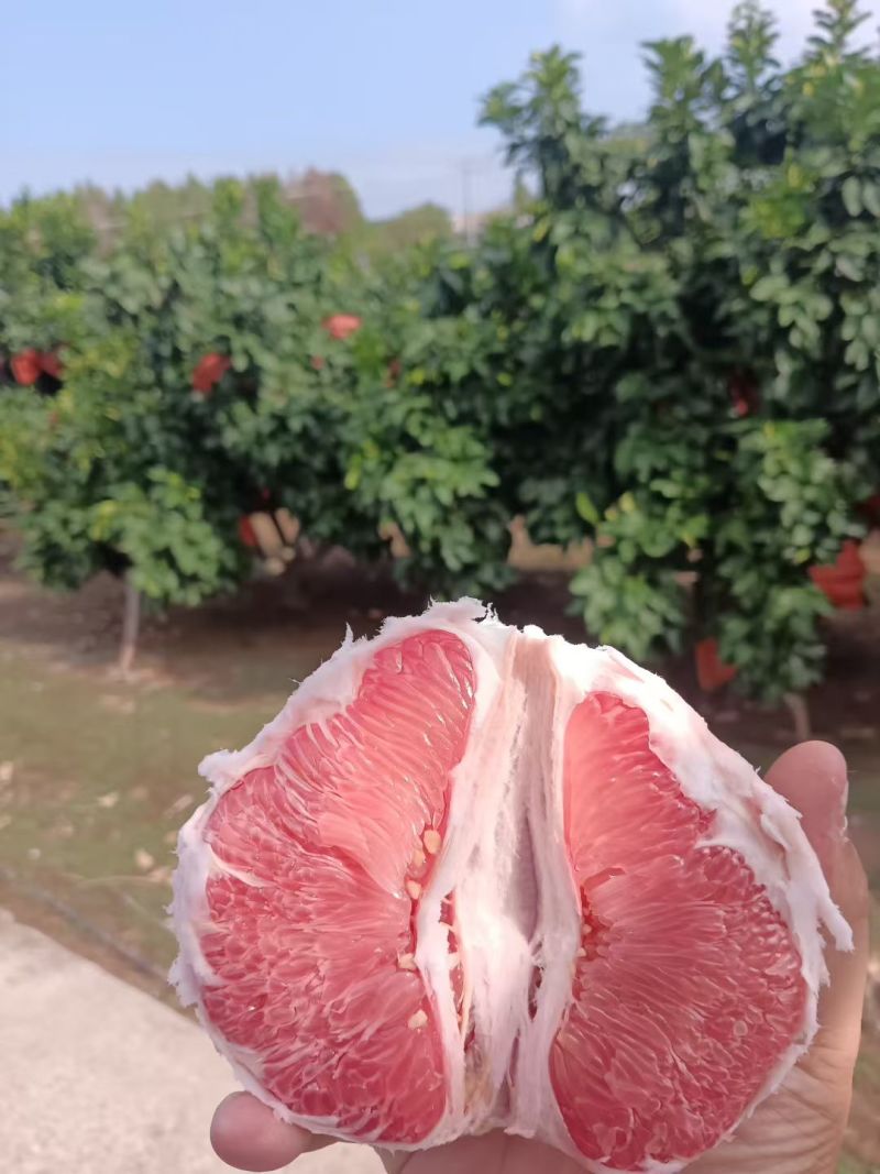 3红柚子