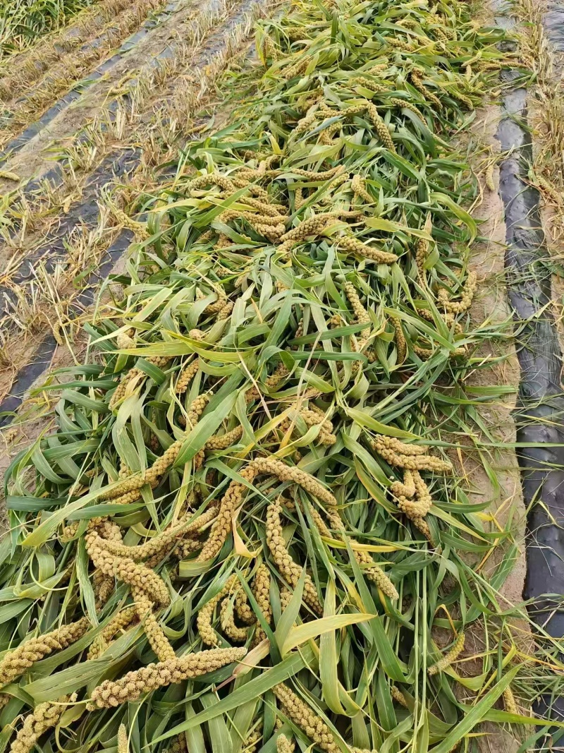 《内蒙小米》敖汉小米/产地货源/万亩基地/价格电话商议