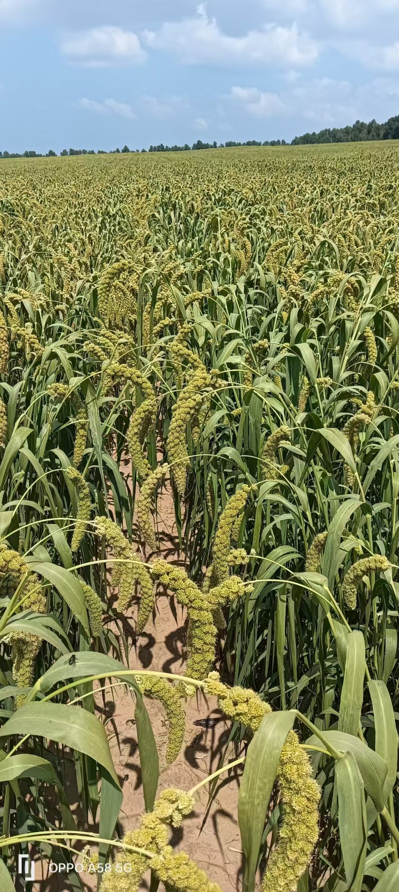 《内蒙小米》敖汉小米/产地货源/万亩基地/价格电话商议