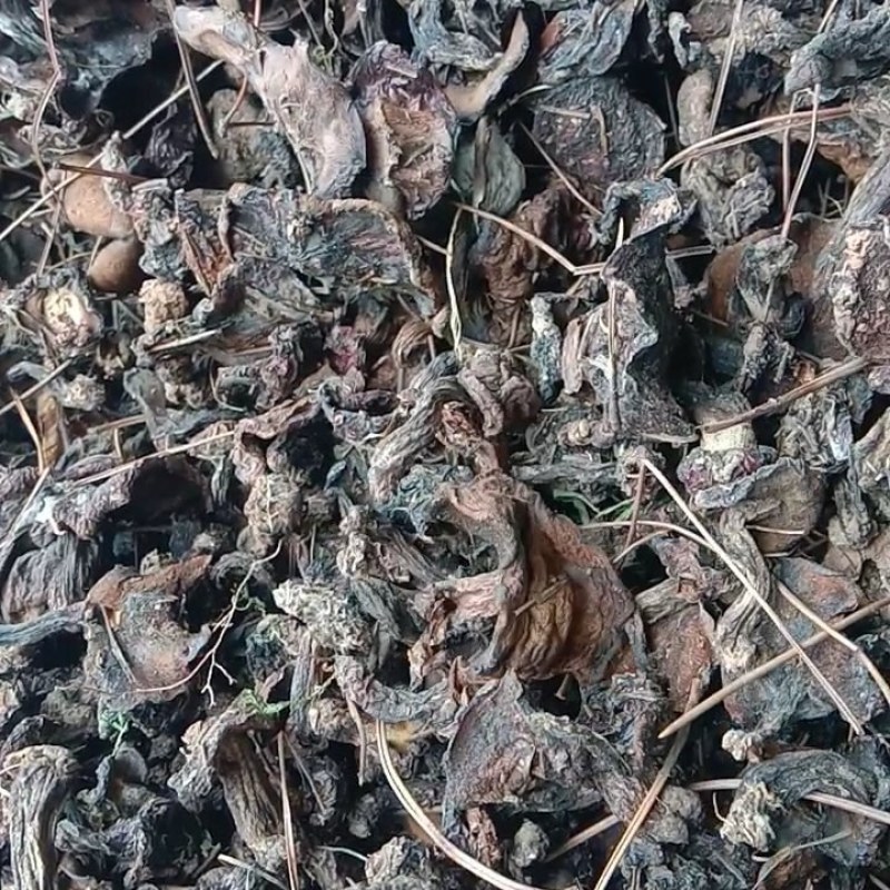 自然干松蘑(烤干松蘑)包邮保无虫无霉