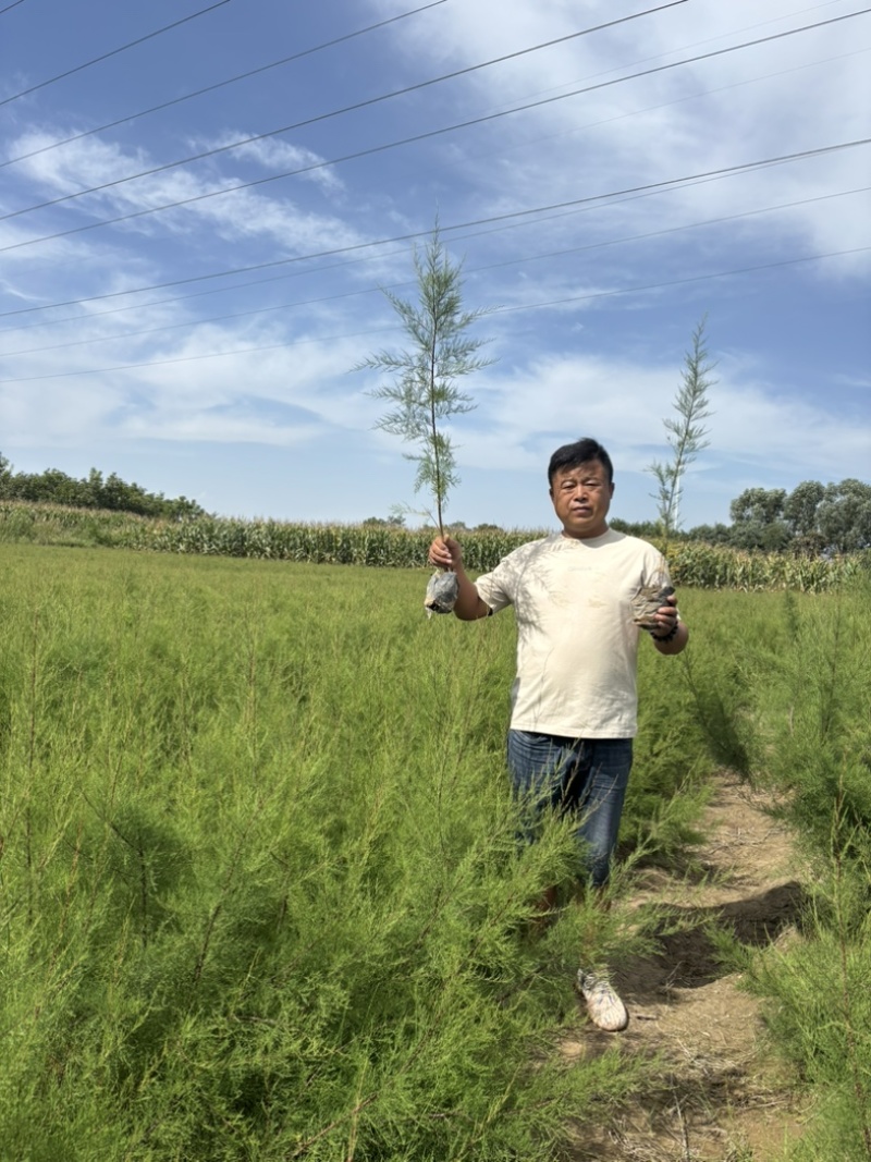 宁夏柽柳苗生产基地1000万株怪柳杯苗（红柳）可出圃，