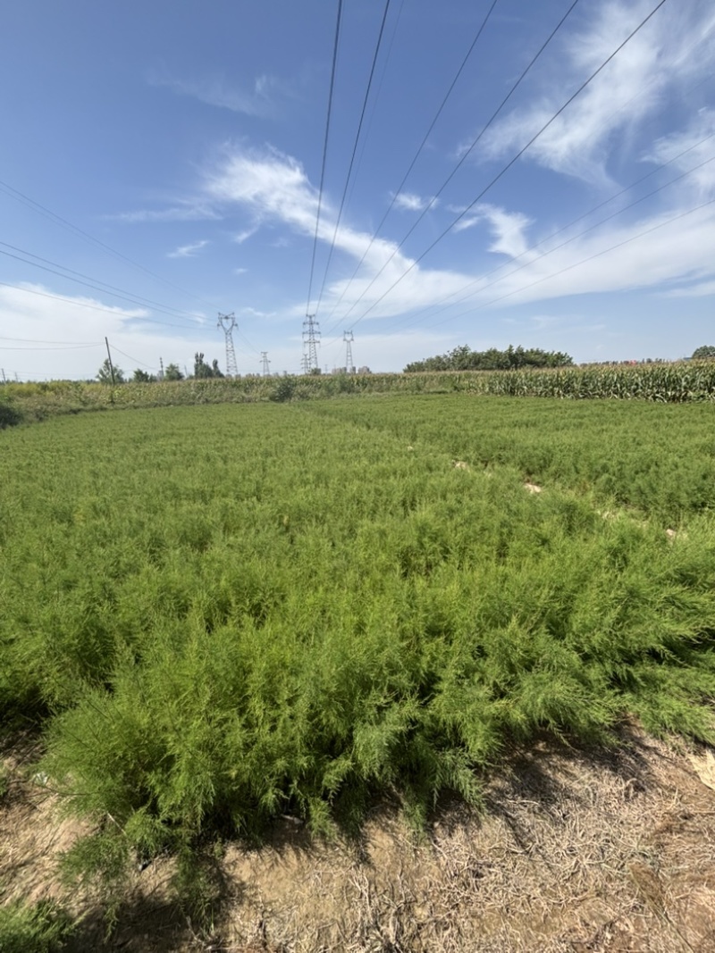 宁夏柽柳苗生产基地1000万株怪柳杯苗（红柳）可出圃，