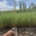 宁夏柽柳苗生产基地1000万株怪柳杯苗（红柳）可出圃，