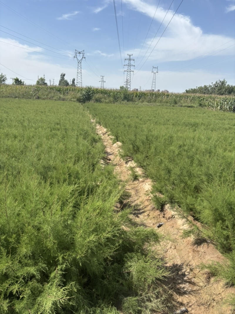 宁夏柽柳苗生产基地1000万株怪柳杯苗（红柳）可出圃，