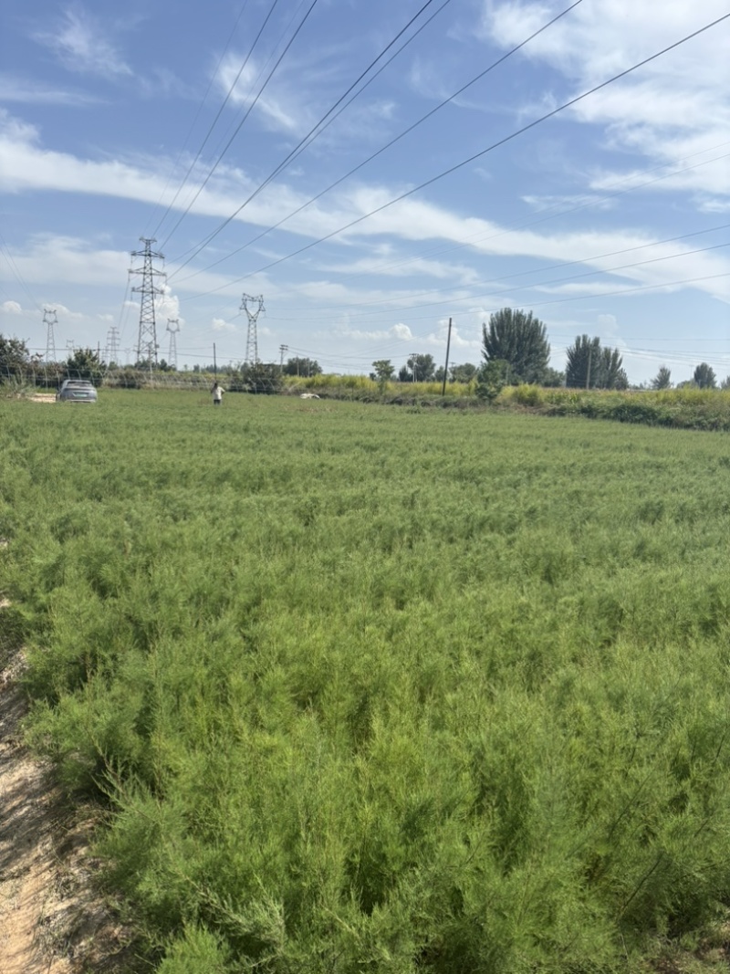 宁夏柽柳苗生产基地1000万株怪柳杯苗（红柳）可出圃，