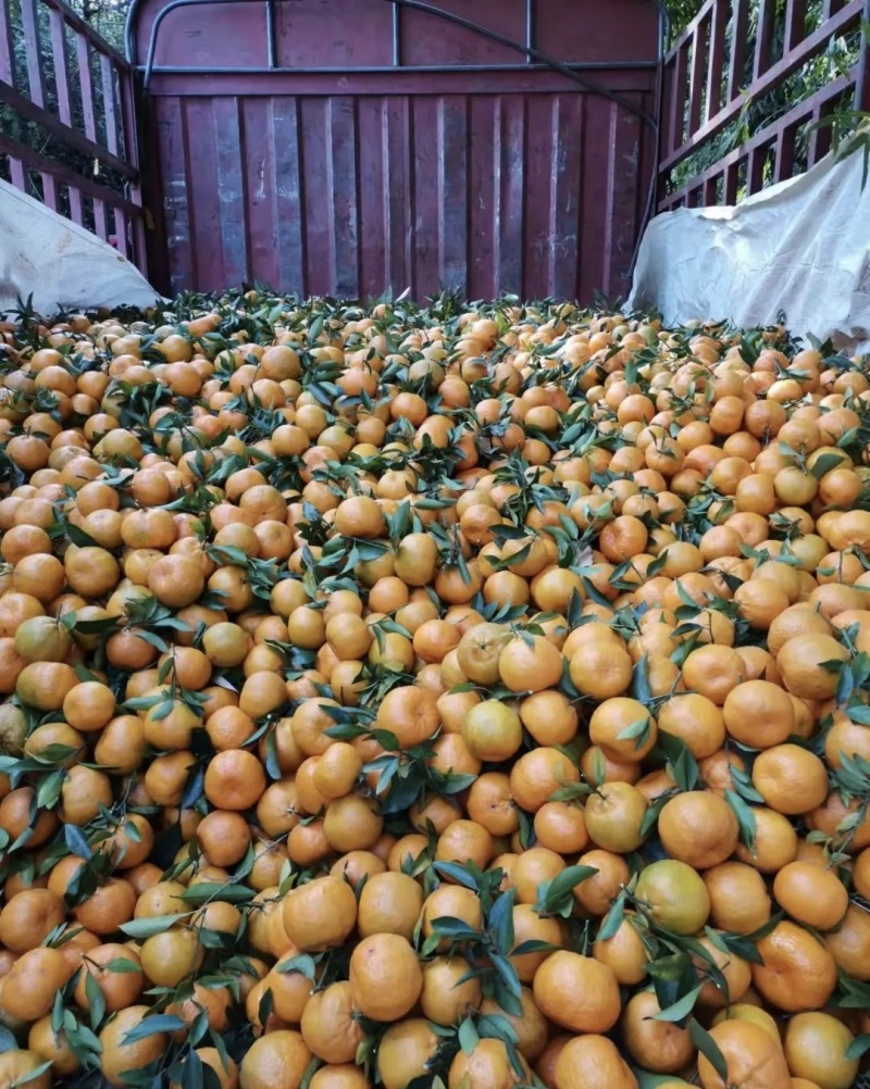 芦柑大量有货基地直供现摘现发可视频看货欢迎咨询来电