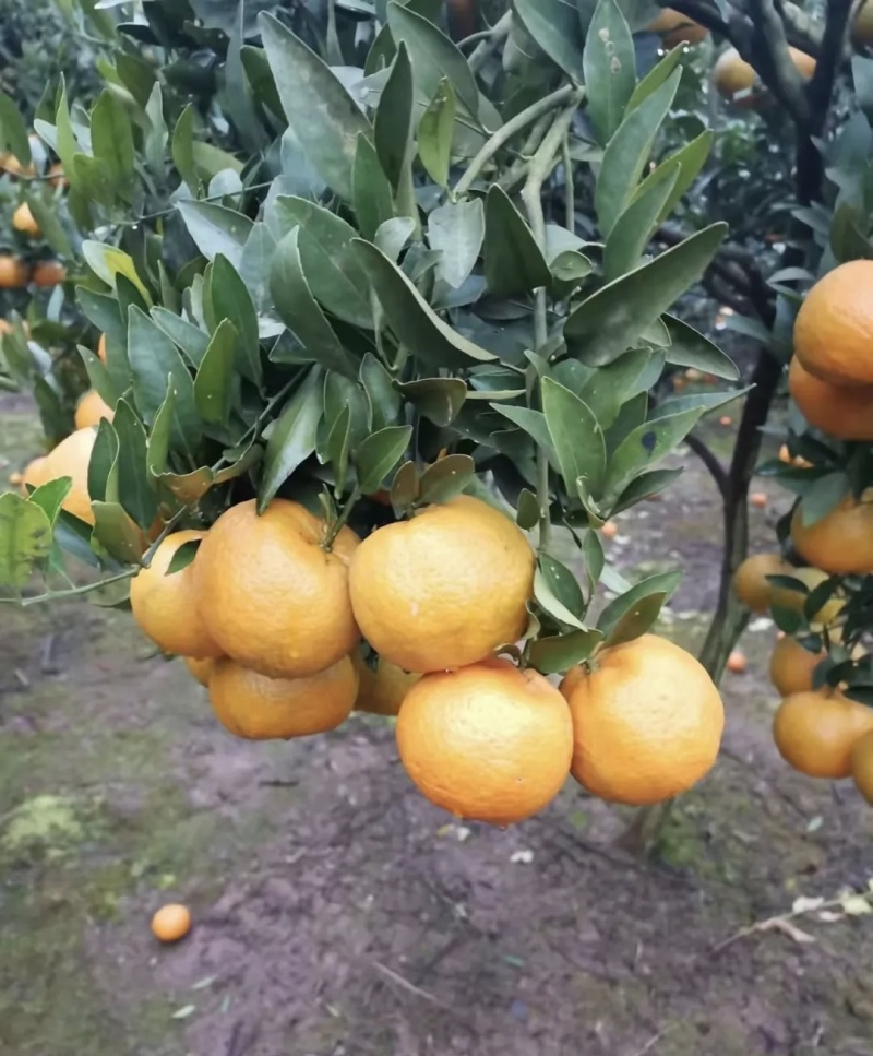 芦柑大量有货基地直供现摘现发可视频看货欢迎咨询来电