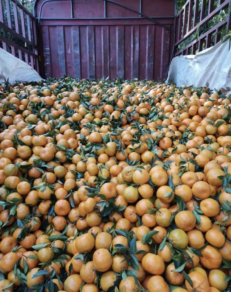 芦柑大量有货基地直供现摘现发可视频看货欢迎咨询来电