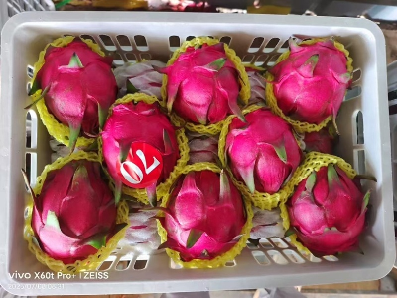 红心火龙果