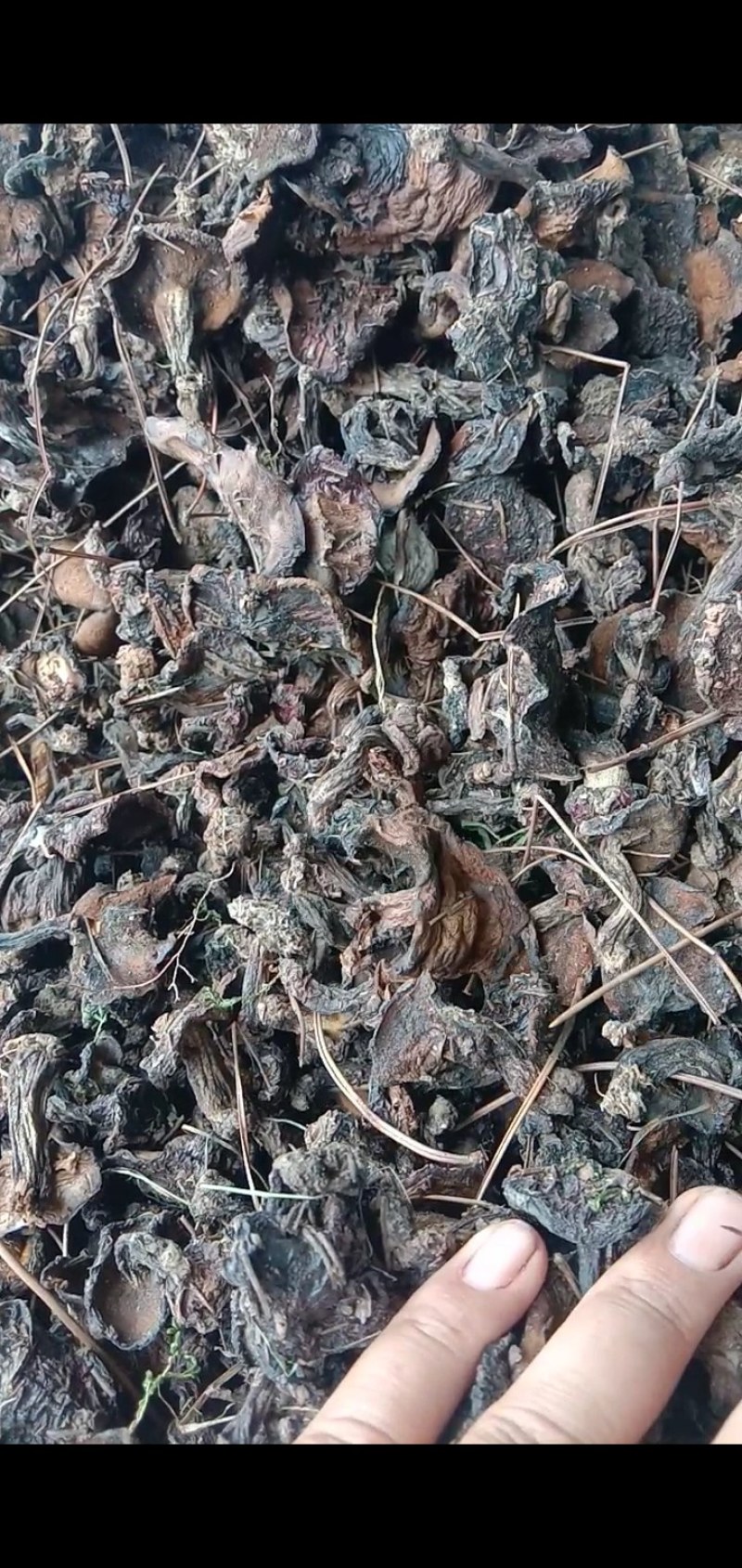 自然干松蘑(烤干松蘑)包邮保无虫无霉