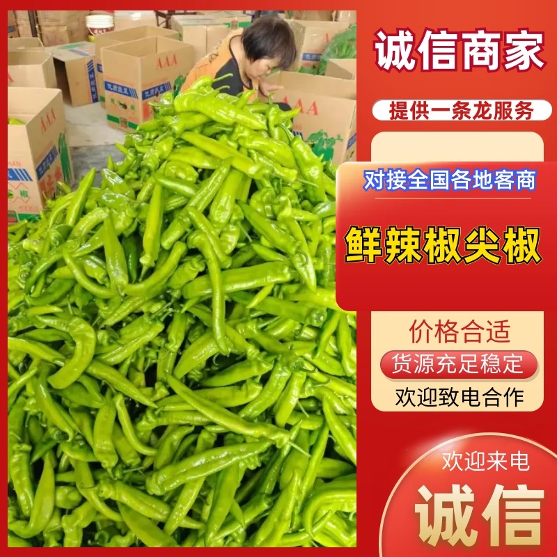 黄皮尖椒山东莘县尖辣椒大量上市，一手货源，可视频看货