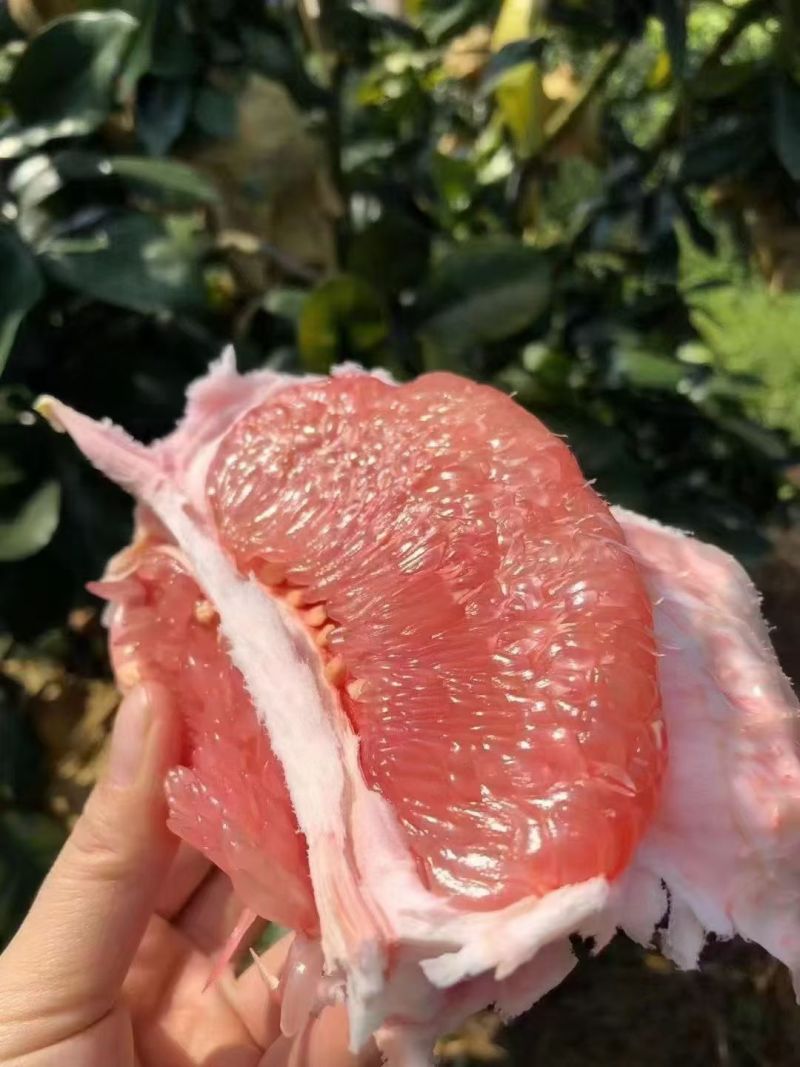 酸酸甜甜的柚子