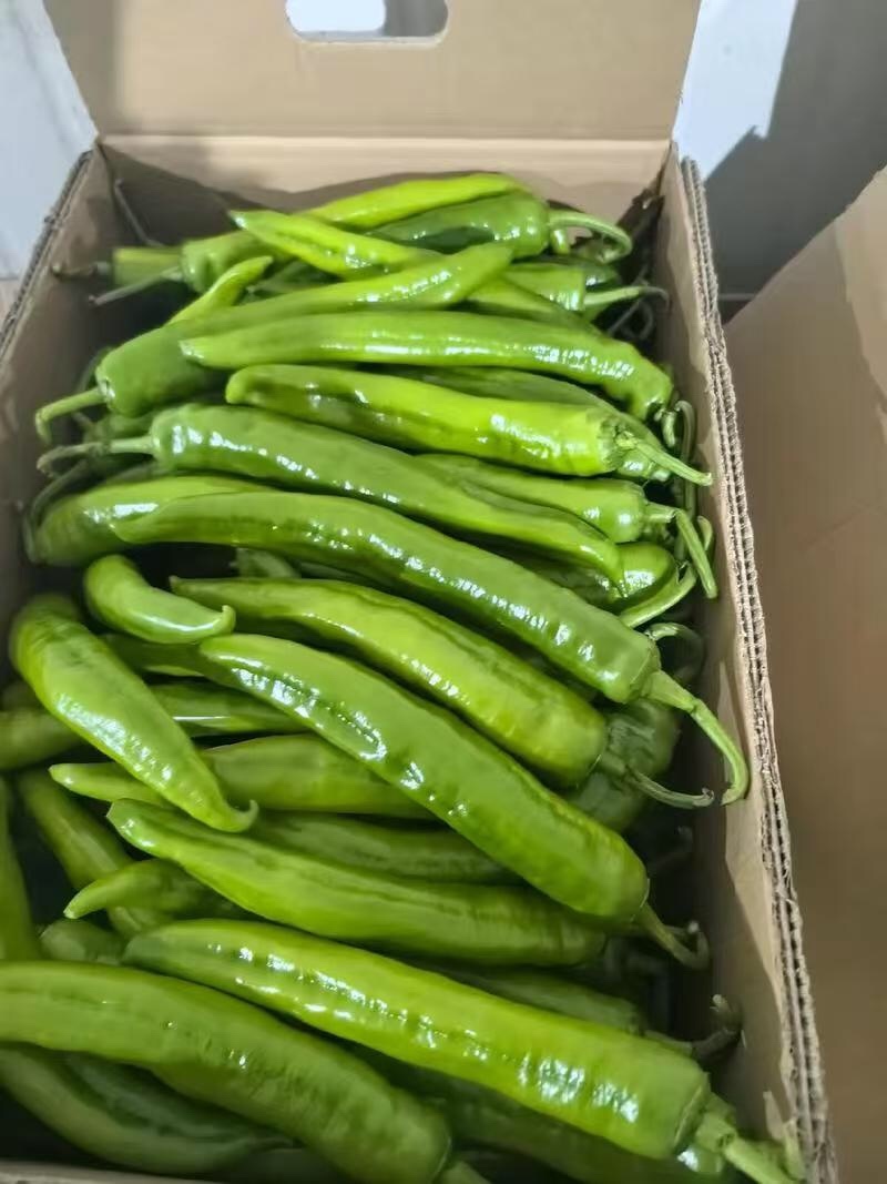 黄皮尖椒山东莘县尖辣椒大量上市，一手货源，可视频看货