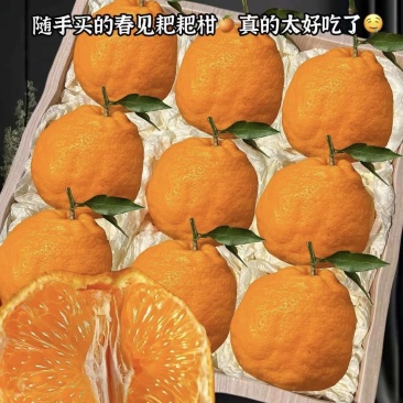 四川耙耙柑