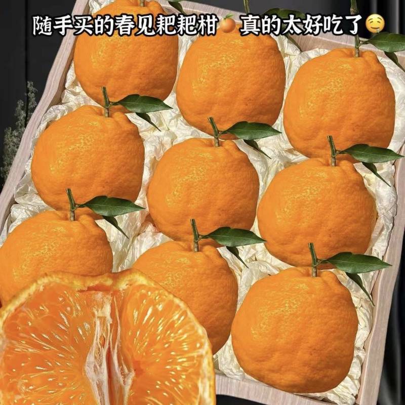 四川耙耙柑