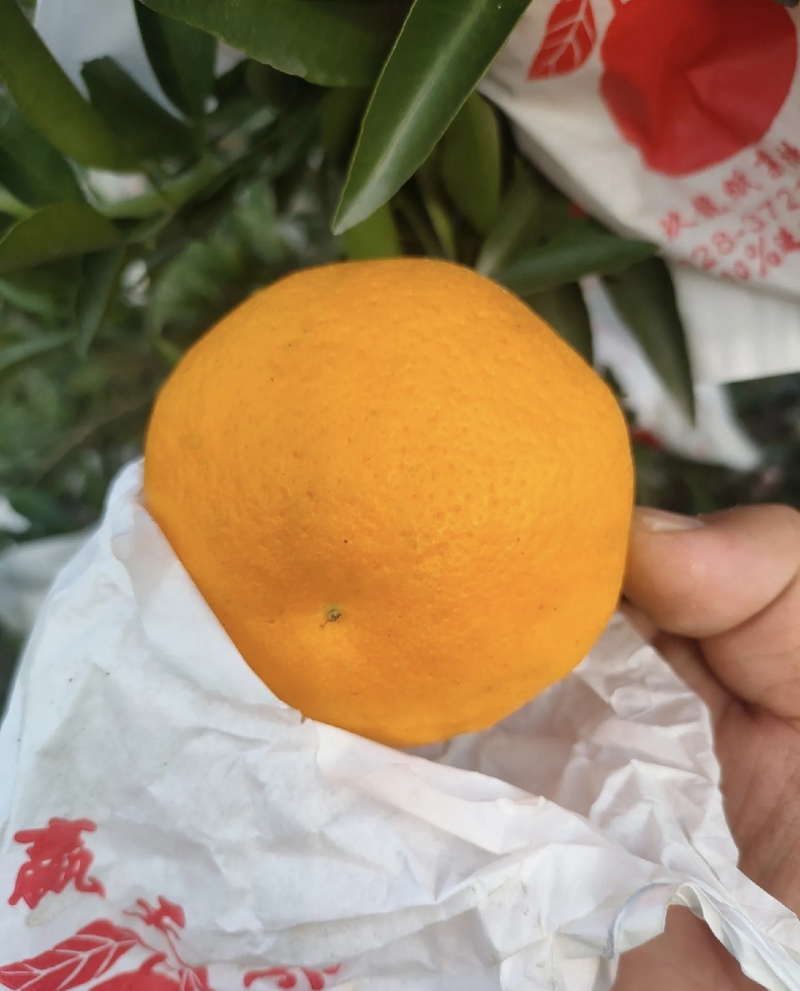 芦柑大量有货基地直供现摘现发甜度高品质优可对接市场商超