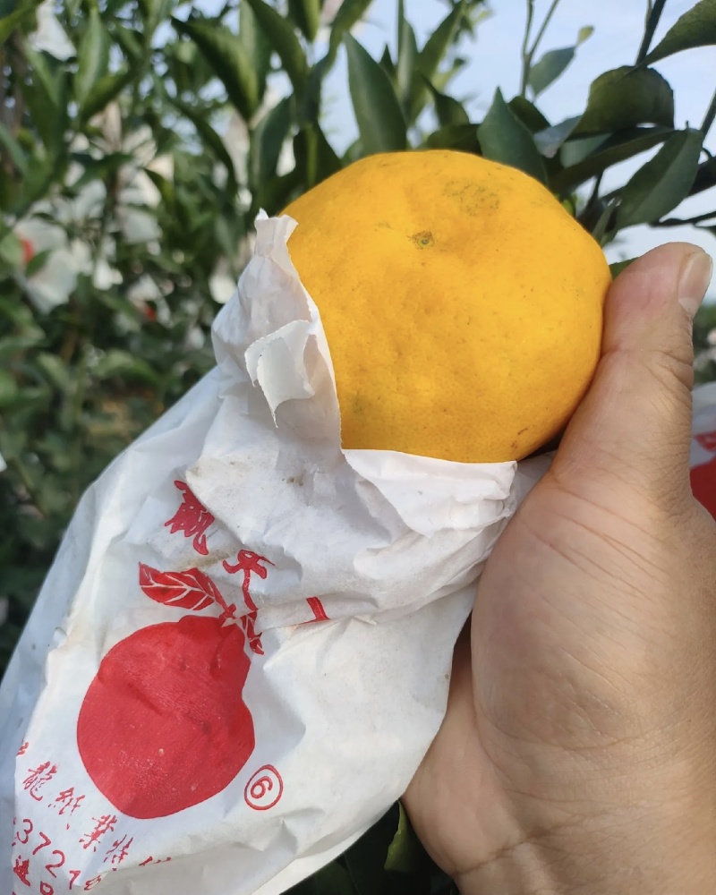 芦柑大量有货基地直供现摘现发甜度高品质优可对接市场商超
